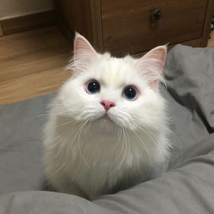 国产色拍高清视频
